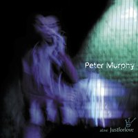 Big Love Of A Tiny Fool - Peter Murphy