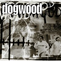 Out Of The Picture - Dogwood