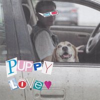 Puppy Love - This Wild Life