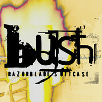 Distant Voices - Bush