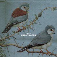 You're The Coliseum - Shearwater