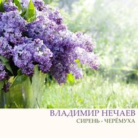 Сирень - черёмуха - Владимир Нечаев