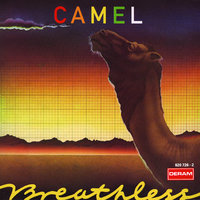 Starlight Ride - Camel