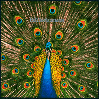 Putting Out Fires - The Bluetones