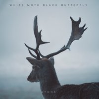 Symmetry - White Moth Black Butterfly
