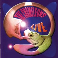 Anyone Alive ? - The Chameleons