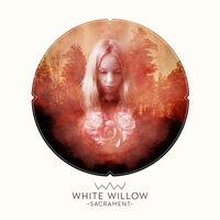 The Last Rose of Summer - White Willow