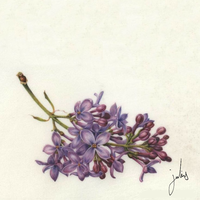Lilac - Julius