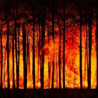 Arde Pădurea - Via Dacă