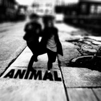 Animal - Fast Romantics