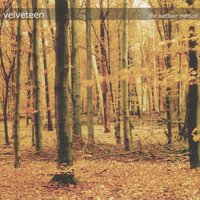 The Day We Counted Trees - Velveteen