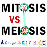 Mitosis vs Meiosis Rap Battle - AsapSCIENCE