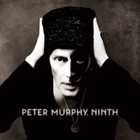 Never Fall Out - Peter Murphy