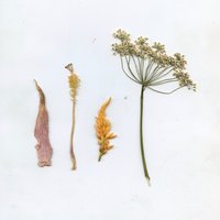 St Pete - Nicholas Allbrook, Halo Maud