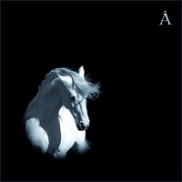 Лошадь белая - Аквариум