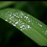 Delicate Dreams - Raindrops Sleep, Nature Sounds Radio, Study Concentration