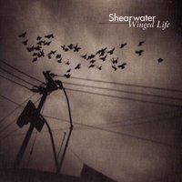 Whipping Boy - Shearwater