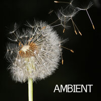 Calm Baby - Ambient