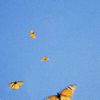 Butterflies - Fiji Blue