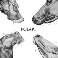 Cowboy The Fuck Up - Polar, Polar.