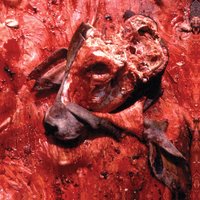 Bovine, Swine, And Human-Rinds - Cattle Decapitation