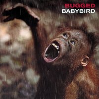 All I Want - Babybird, Stephen Jones, Luke Scott