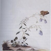 Helleborus Niger - Botanist
