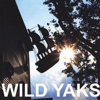 Wild Yaks