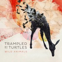 Are You Behind the Shining Star? - Trampled By Turtles