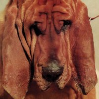 My Head Explodes - Ty Segall