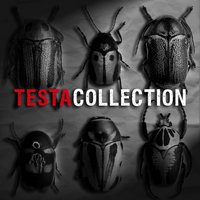 Green Bottles - TESTA