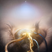 My Witness, Your Victim - The Agonist