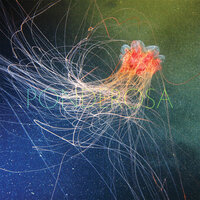 Pool Party - Ponderosa