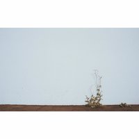 Desole Pt. II - 
