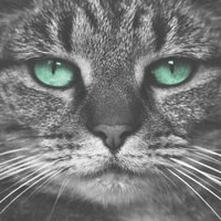 Kitty - Joe Weller
