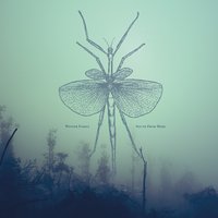 Spring Roll - Winter Family