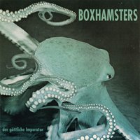 Kleines Arschloch - Boxhamsters