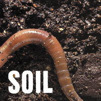 She - SOiL