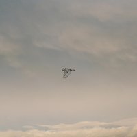 Ghost - Larch