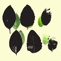 basil - Cado