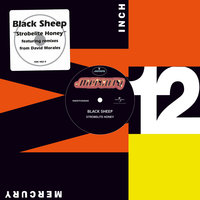 Strobelite Honey - Black Sheep, David Morales
