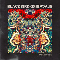 Tangerine Sky - Blackbird Blackbird
