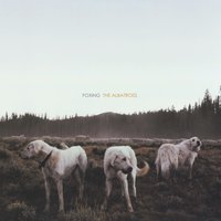 Bloodhound - Foxing