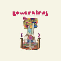 Seems Impossible - Bowerbirds