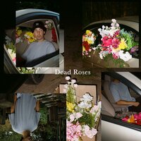 Dead Roses - Ollie