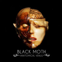 Black Moth