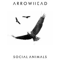 Social Animals - Arrowhead