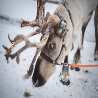 In the Bleak Midwinter - Christmas Songs, Густав Холст