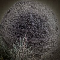 Shiver - Daniel Gray