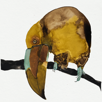 Echolocation - Cosmo Sheldrake